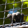 zoo_037