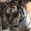 zoo_051