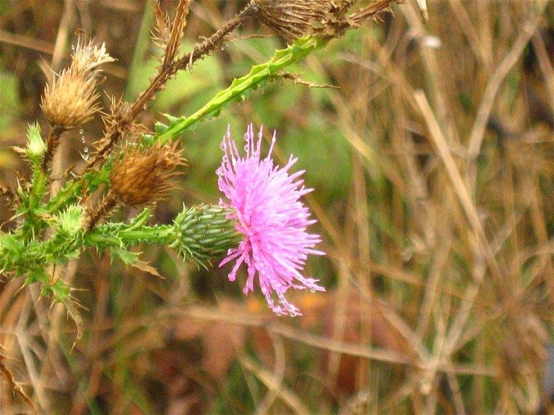 gabrielam_04102008_04