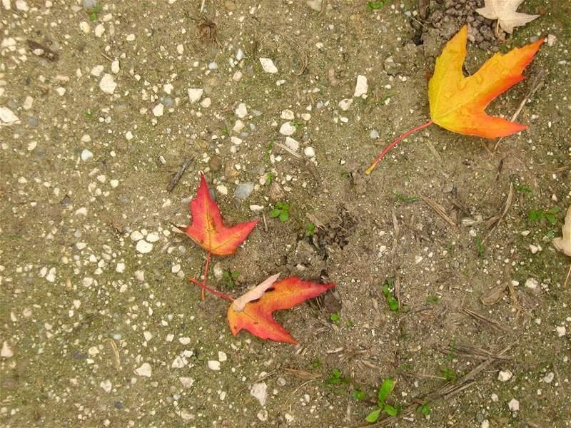 gabrielam_04102008_06