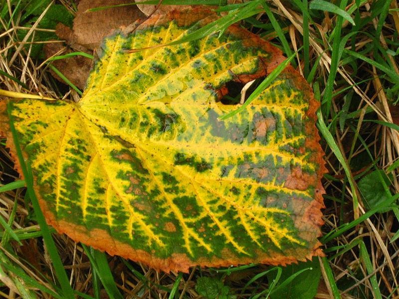 gabrielam_04102008_09