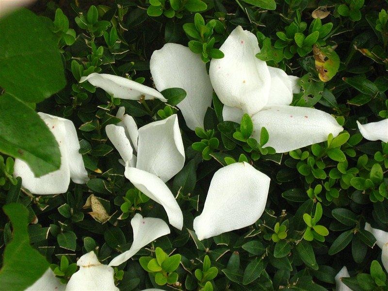 gabrielam_04102008_19