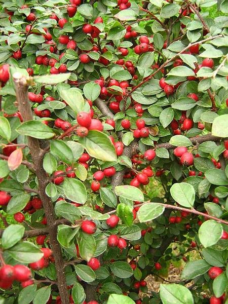 gabrielam_04102008_30