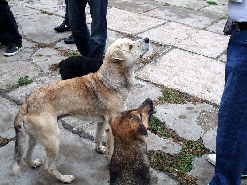 adrianas_20081004_04