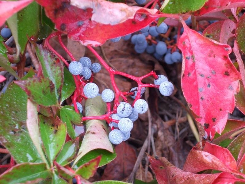 adrianas_20081004_06