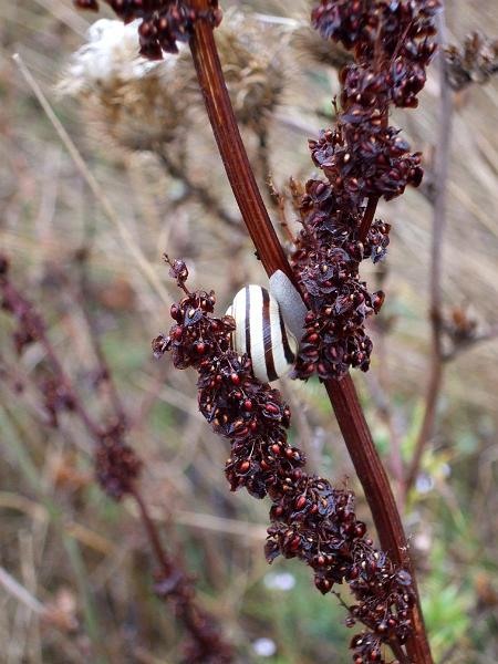 adrianas_20081004_07