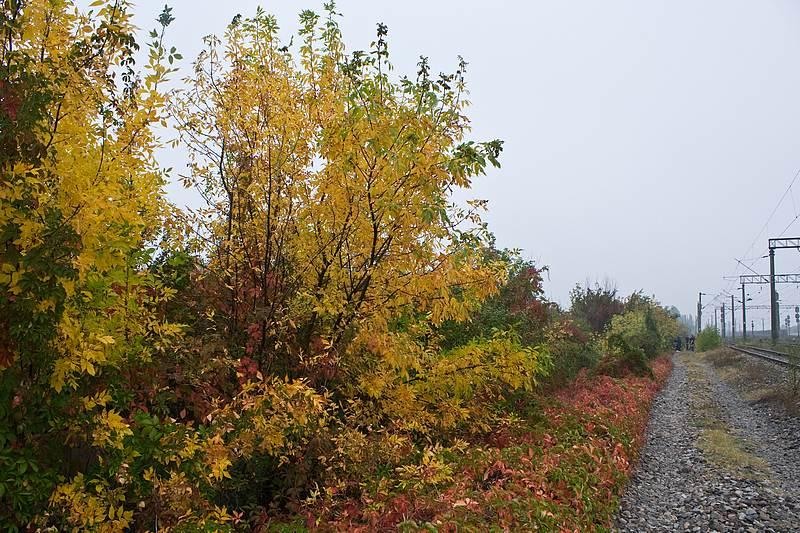 sorinvoicu_20081004_02