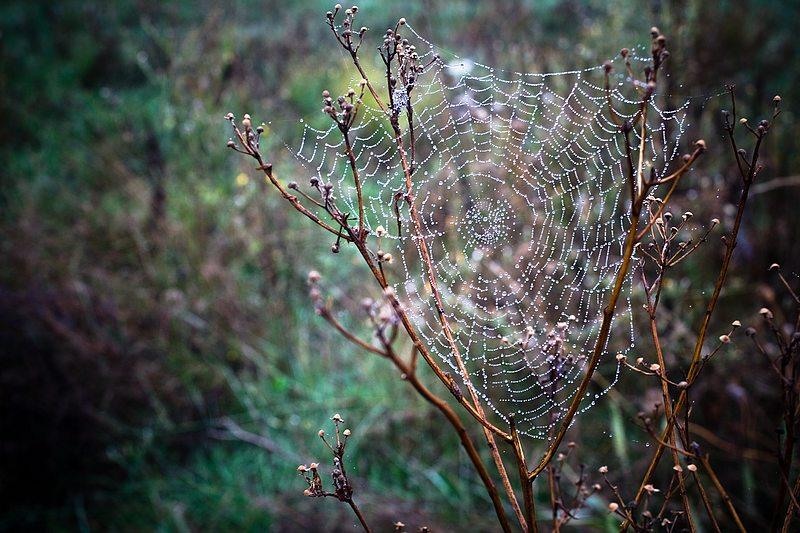 sorinvoicu_20081004_03