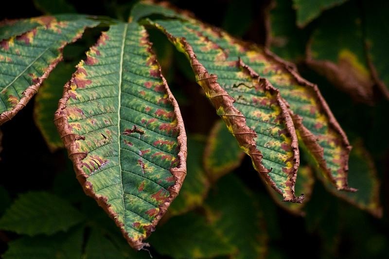 sorinvoicu_20081004_11