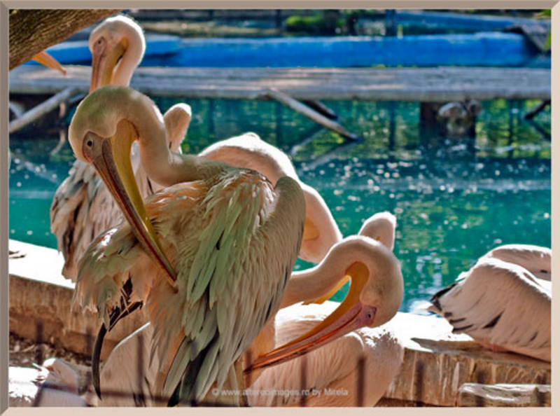 pelicani1