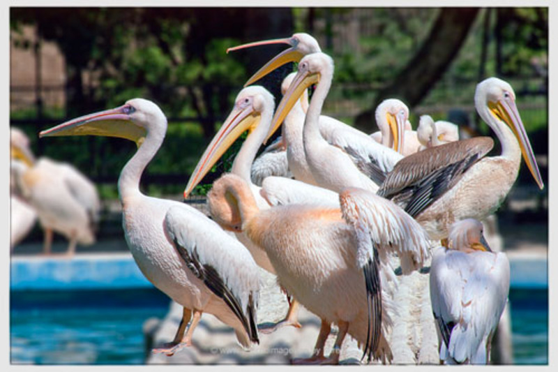 pelicani3
