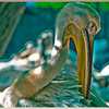 pelicani2