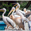 pelicani3