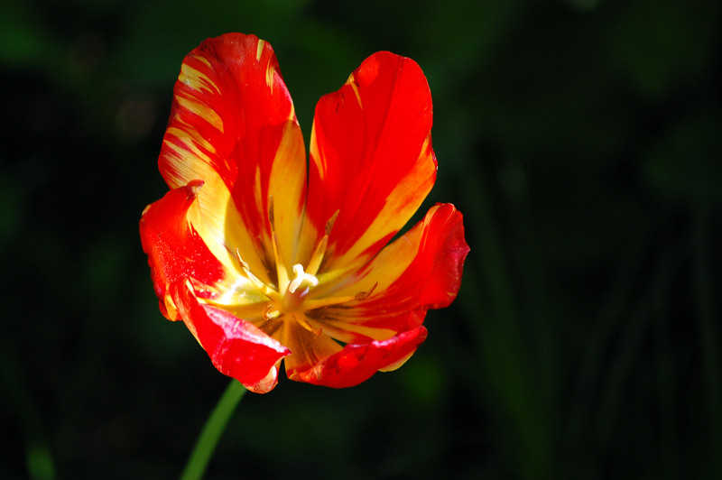 1-mai-zoo-baneasa-036