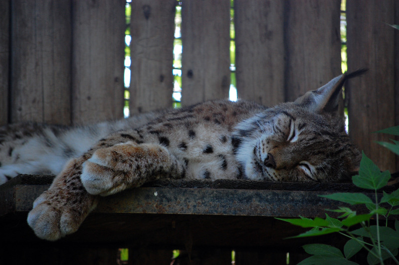 1-mai-zoo-baneasa-220