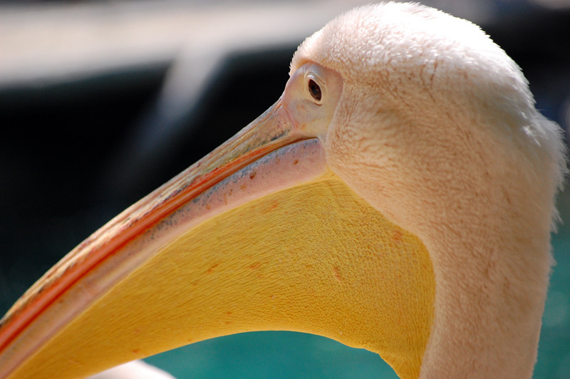 1-mai-zoo-baneasa-300