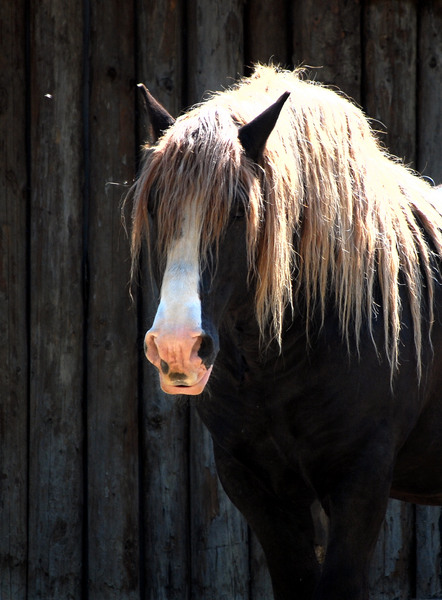 dsc_3016_crop_orasul_resize