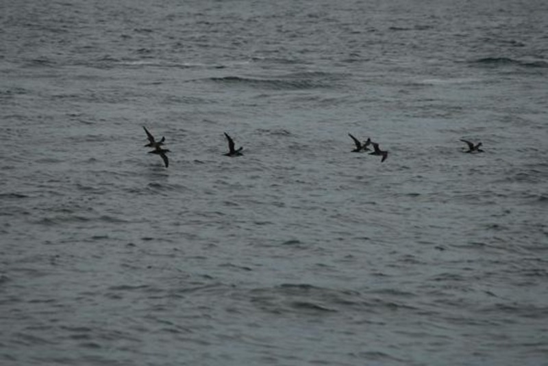 20090430_sghinescu_07