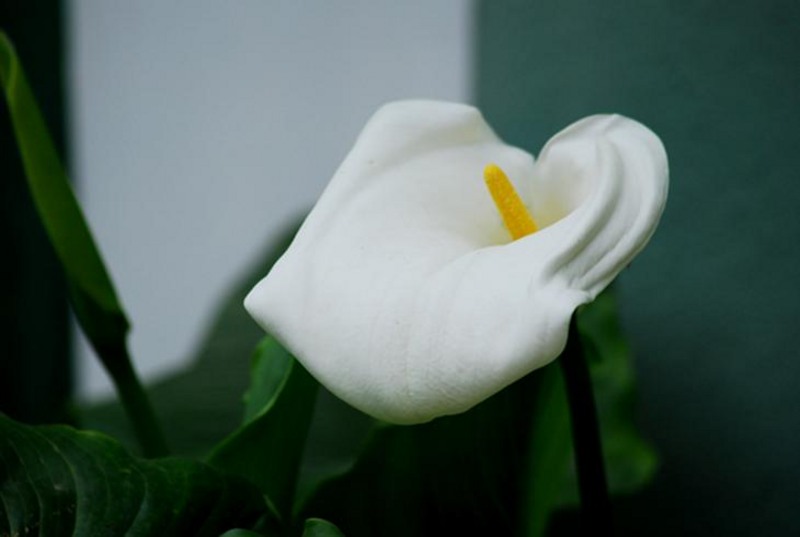 20090430_sghinescu_36