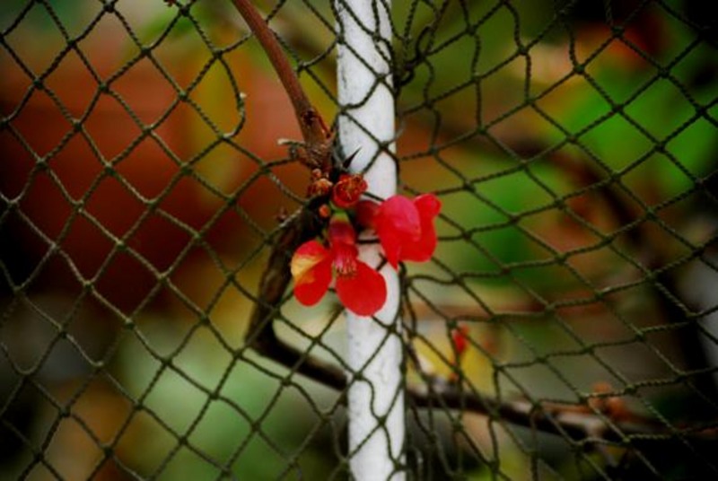 20090430_sghinescu_37