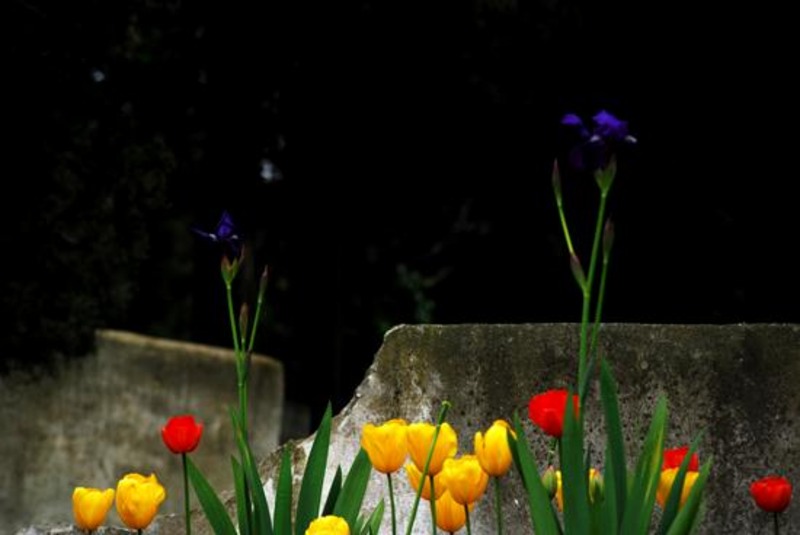 20090430_sghinescu_38