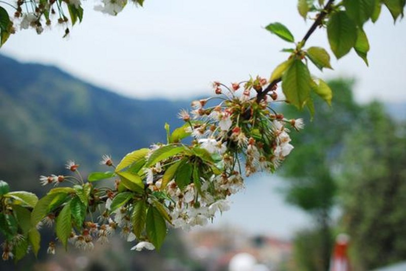 20090430_sghinescu_39