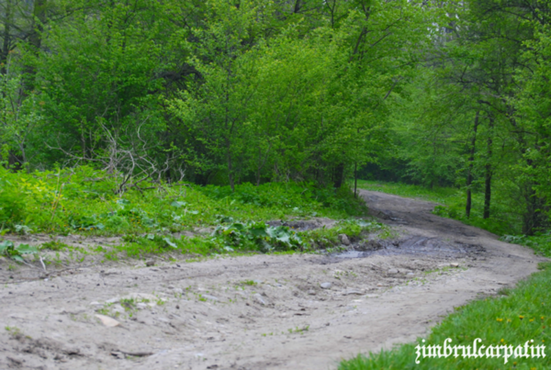 cernica_forest_by_zimbrulcarpatin