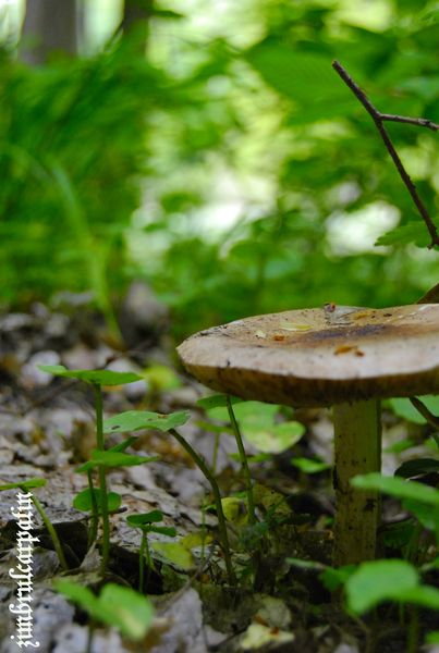 ciupercutza_by_zimbrulcarpatin