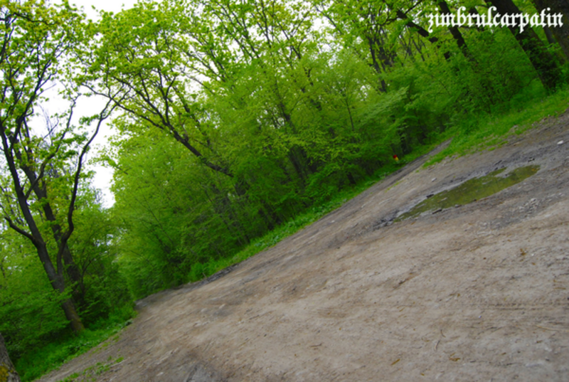 intersectie_forestiera_by_zimbrulcarpatin