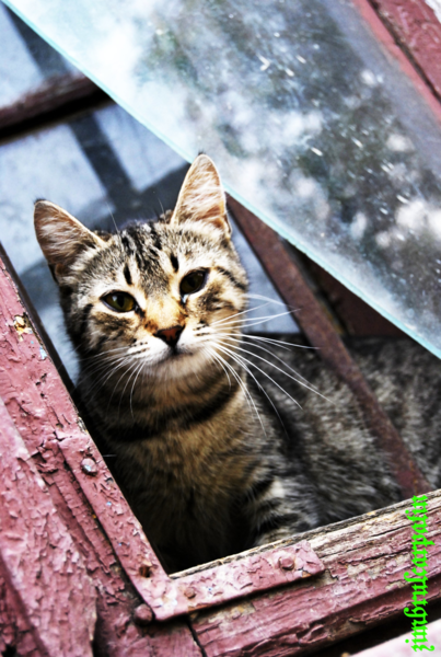 moty_by_zimbrulcarpatin