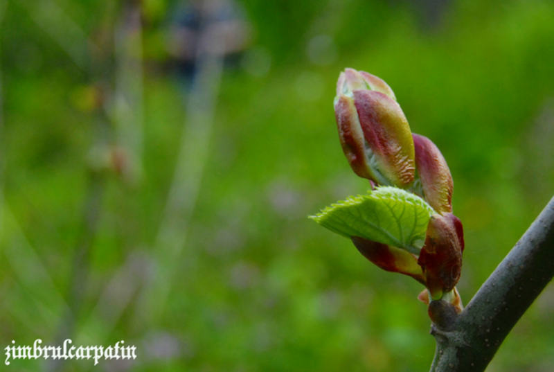 mr_mugur_by_zimbrulcarpatin