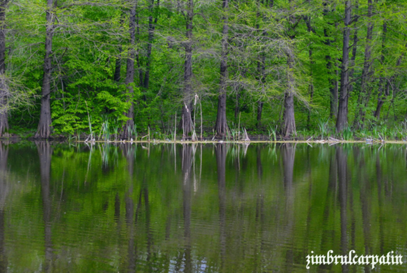 reflexie_by_zimbrulcarpatin