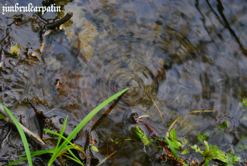 unde_by_zimbrulcarpatin