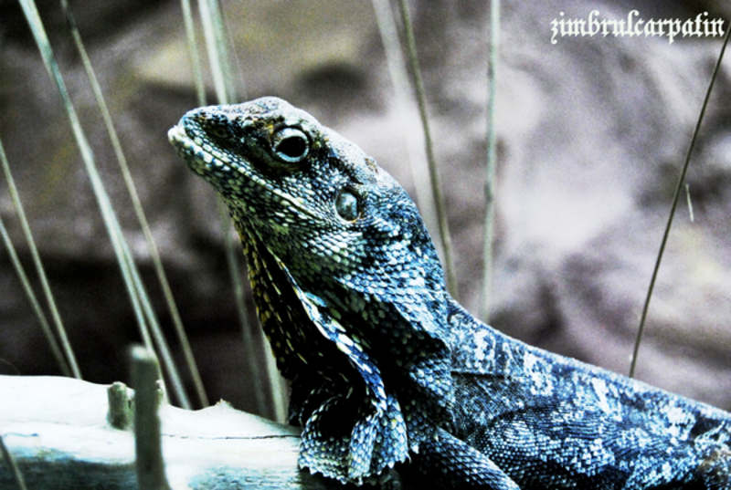 a_by_zimbrulcarpatin