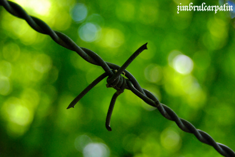 ghimpe_by_zimbrulcarpatin