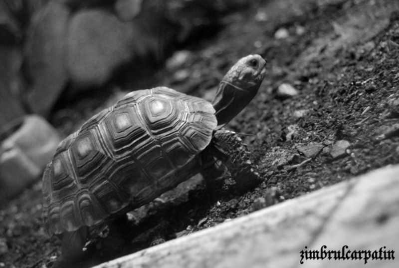 nutzika_testoasa_by_zimbrulcarpatin