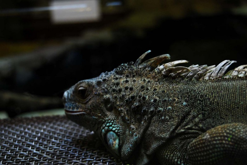 iguanam