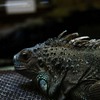 iguanam