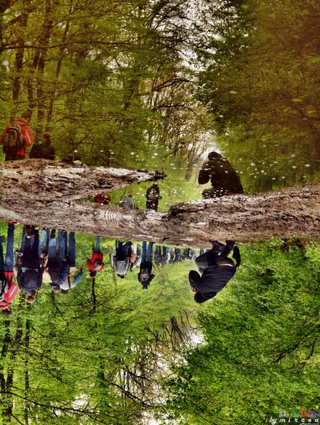 photo-003-padurea-cernica-aprilie-2010