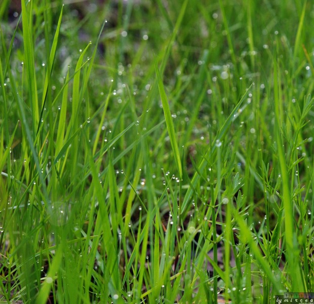 photo-010-padurea-cernica-aprilie-2010