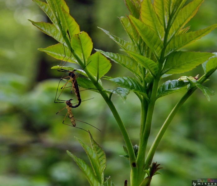 photo-014-padurea-cernica-aprilie-2010