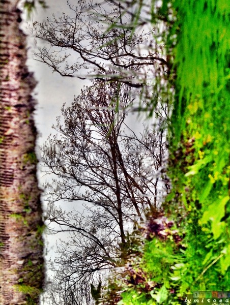 photo-022-padurea-cernica-aprilie-2010