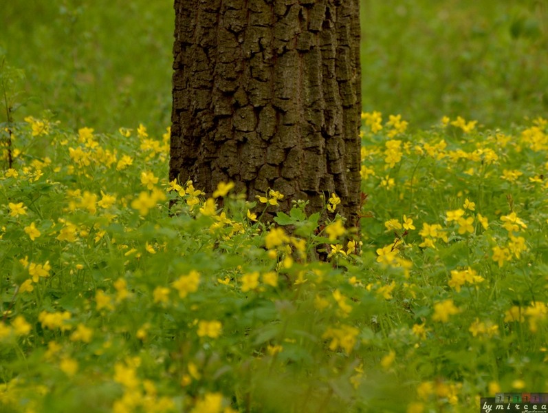 photo-024-padurea-cernica-aprilie-2010