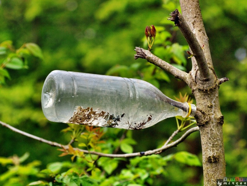 photo-038-padurea-cernica-aprilie-2010