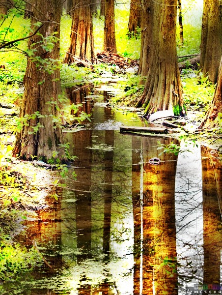 photo-055-padurea-cernica-aprilie-2010