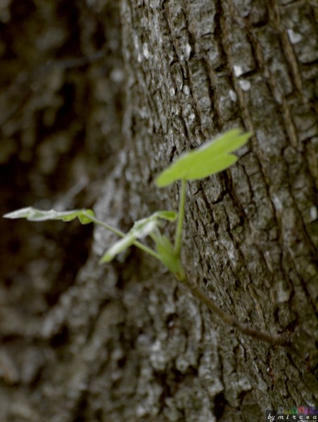 photo-061-padurea-cernica-aprilie-2010