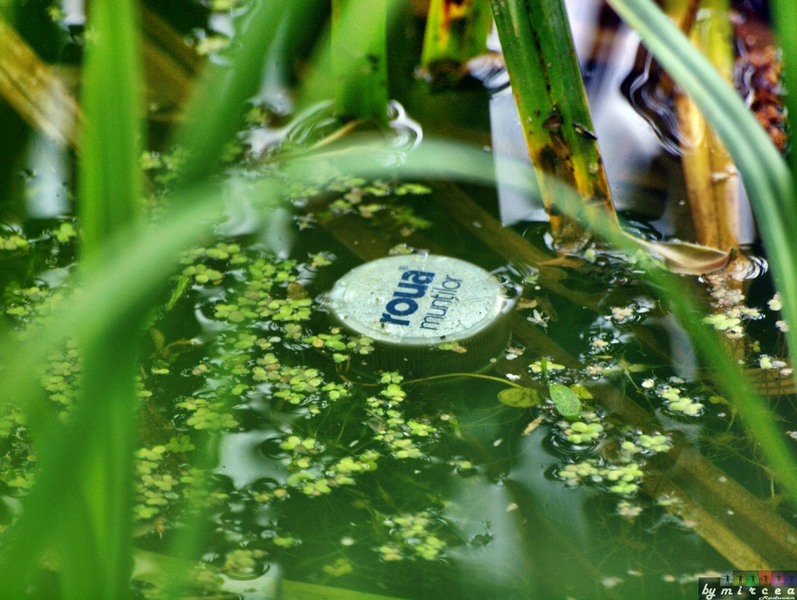 photo-077-padurea-cernica-aprilie-2010