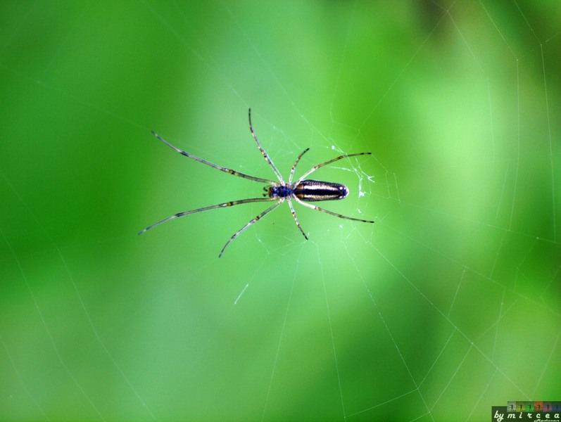 photo-081-padurea-cernica-aprilie-2010