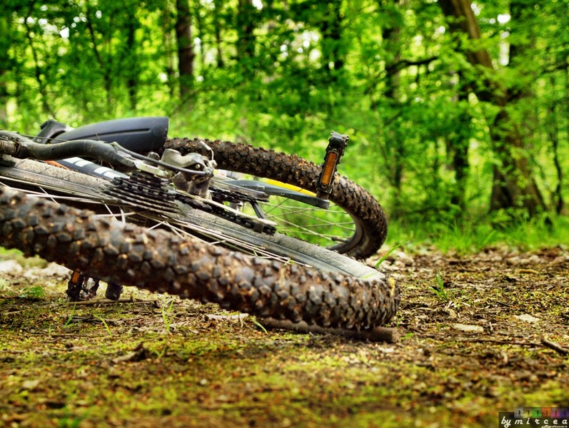 photo-110-padurea-cernica-aprilie-2010