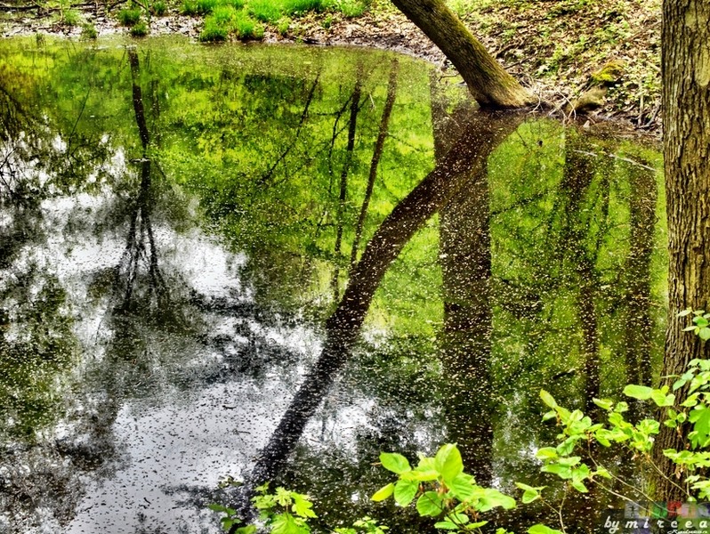 photo-118-padurea-cernica-aprilie-2010